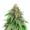 Graines féminisées de Strawberry Amnesia (Herbies Seeds)
