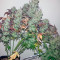 Strawberry Cough (Dutch Passion)