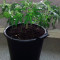 Alien Gorilla (Big Head Seeds)