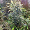 Auto Do-Si-Dos Cookies (00 Seeds)