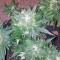 Auto Purple Gorilla Seeds