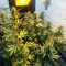 Auto Somango feminized seeds
