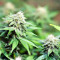 Black Destroyer feminized seeds