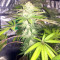 Bubble Bomb feminized seeds
