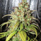 Cinderella XX (Brothers Grimm Seeds)
