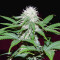 Semi regolari Critical Mass (Mr. Nice Seedbank)