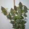 Moonshine’s Ghost Train Haze Seeds