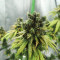 NYC Diesel Seeds