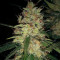 Pineapple Haze Seeds