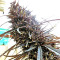 Purple Haze x Malawi Regular (Ace Seeds)