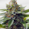 Graines de cannabis Skywalka Ghost Kush (Big Head Seeds)