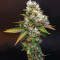 Sour Diesel (Reserva Privada)