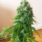 Graines de cannabis Sour Kush (Reserva Privada)