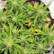 Strawberry Gum feminized seeds