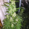 Tikal Seeds - Cannabis Strain Seeds for Sale