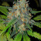 Ultra Lemon Haze Auto feminized seeds