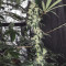 Wedding Cake Feminized Seeds