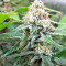White Critical (White Widow +) (Original Sensible Seeds)
