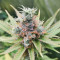 Amnesia (Herbies Seeds)