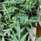 Auto Desfran strain