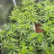 Cheese (Herbies Seeds)