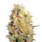 Crazy Miss Hyde Seeds