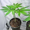 Lord Kush Seeds (Delicious Seeds)