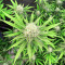 Graines de cannabis Medical Buddha (Kera Seeds)