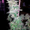 Nebula (Paradise Seeds)
