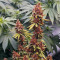 Purple Punch OG Seeds (Sweet Seeds)
