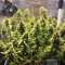 Venta de LSD Auto (Barney's Farm) | Semillas de marihuana feminizadas