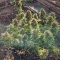 Gorilla Cookies Seeds