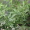 West Coast O.G. Seeds