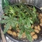 Semi di cannabis fem Gelato Auto in vendita