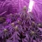 Semi di cannabis fem Gelato Auto in vendita