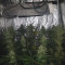 Acquista semi femminizzati Royal Gorilla di Royal Queen Seeds