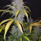 Original Auto Jack Herer Seeds - Cannabis Strain Seeds for Sale