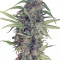 Compre sementes feminizadas Runtz da Seedstockers