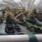 Orange Hill Special feminized seeds for sale, strain information and customer reviews