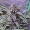Buy Wedding Cake Auto feminized seeds by Barney's Farm