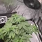 Strawberry Gorilla Seeds (Fast Buds)