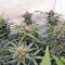 Californian Snow auto: feminized seeds for sale, strain information and customer reviews