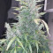 Auto Strawberry Gum Seeds - Cannabis Strain Seeds for Sale