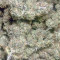 Compre sementes feminizadas Bubble Kush Automatic da Royal Queen Seeds
