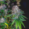 Vente de graines de cannabis Z Gorilla (Original Sensible Seeds)