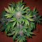 Banana Sherbet Cannabis-Samen Kaufen