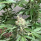 Northern Lights Seeds (Seedstockers) - Cannabis Strain Seeds for Sale