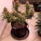 Runtz XL Auto feminized seeds for sale: information and reviews