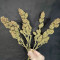 Liberty Haze Seeds - Cannabis Strain Seeds for Sale