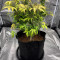 Cookies Gelato Seeds (Royal Queen Seeds) - Cannabis Strain Seeds for Sale